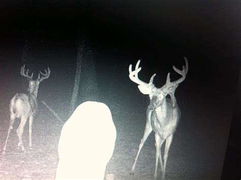 Trail cam Search